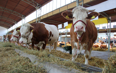 Cows and Bulls