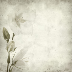 textured old paper background with white bellflower