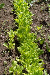 seedbed of vegetables