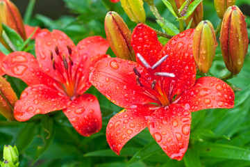 Bunch of red flowers lily on green background