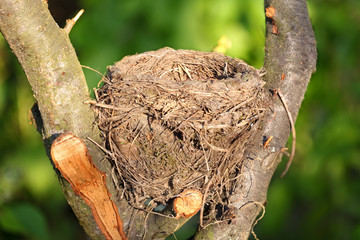 Bird nest in wildlife