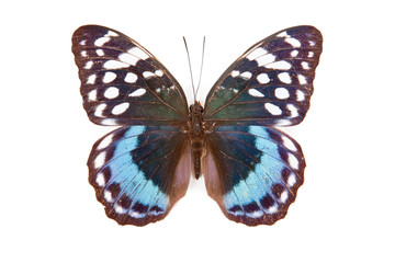 Black blue and white butterfly Lexias satrapes