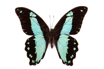 Black and green butterfly Papilio bromius