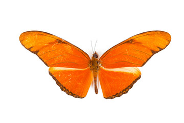 Red butterfly Dryas julia isolated