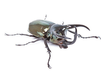 Black big beetle Chalcosoma caucasus isolated