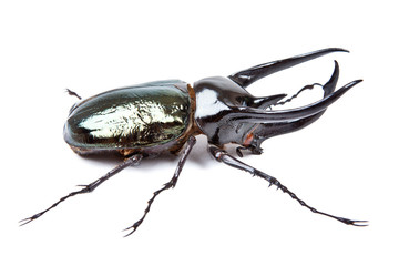 Black big beetle Chalcosoma atlas isolated