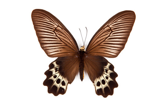 Brown and yellow butterfly Atrophaneura priapus