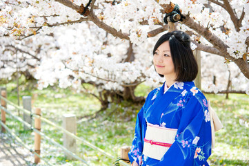 japanese kimono woman and cherry blossom