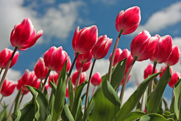 Tulipani rossi e bianchi si cielo azzurro