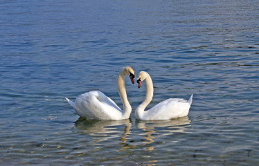 TWO SWANS IN LOV