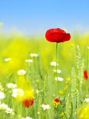 Obraz premium poppy and wild flowers
