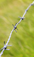 Silber Stacheldraht im Sommer
