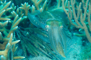 Common Squid, picture was taken in south east Florida.