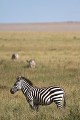 Zebra in Serengeti