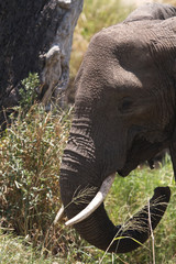 African Elephant with tusks