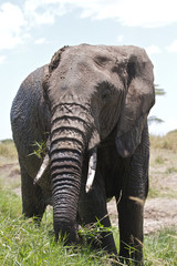 Fototapeta na wymiar Big African Elephant eating grass