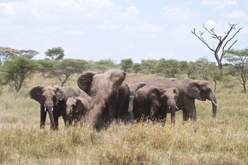 Obraz premium Angry African Elephants