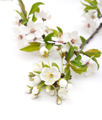 Spring cherry blossom