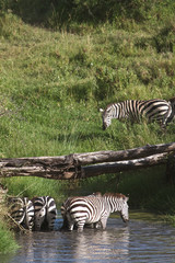 Zebras drinking fresh water