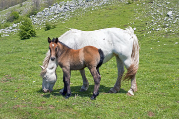 Naklejka na ściany i meble Countryside: A horse with her foal in a meadow