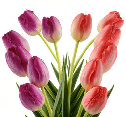 Tulips