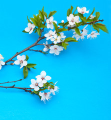 Spring cherry blossom