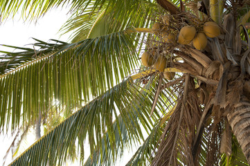 coconuts growing on tree