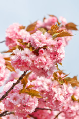 Japanese cherry with blossom