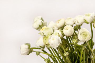 white Ranunculus