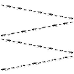 ants vector illustration