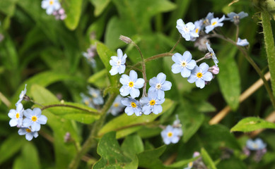 Forget-me-nots