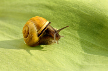 ślimak © Tomasz