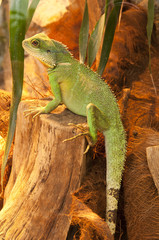 Agama sitting on the branch