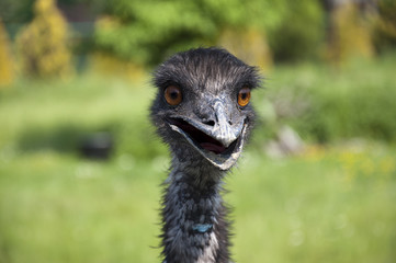 Fototapeta premium emu