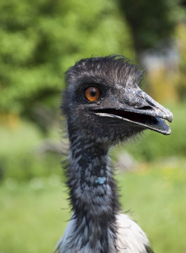 portrait of emu