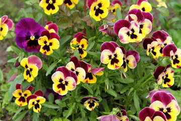 Pansies background