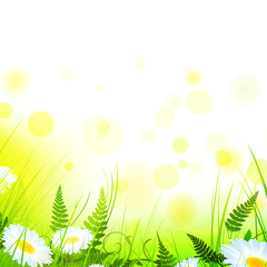 Obraz premium summer meadow