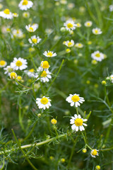 Kamille (Chamomilla Matricaria) viele Blüten und Pflanze