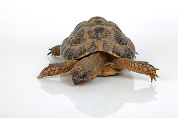 Schildkröte