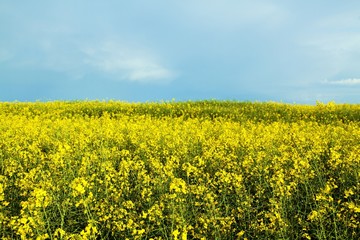 Obraz premium Rapsfeld