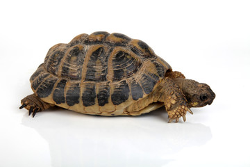 Obraz premium Schildkröte von der Seite