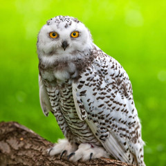Snowy owl (Bubo scandiacus)