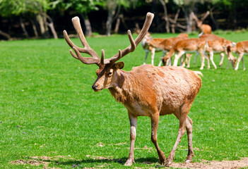 Deer on a field