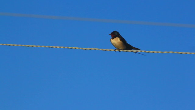 House swallow