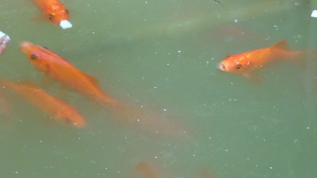 video goldfische fuettern II