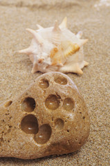 seashell on the sand