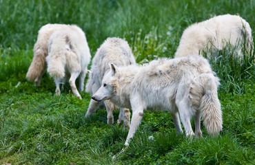 Naklejka na ściany i meble Large adult arctic wolves in the forest