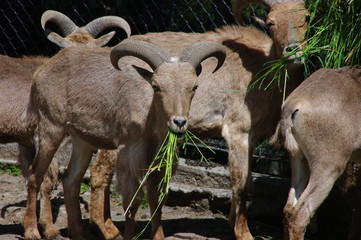 czas posiłku © emar