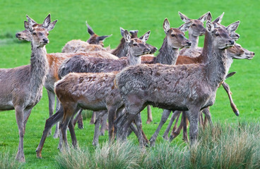 Naklejka na ściany i meble Deers on a field