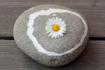 stein mit gänseblümchen